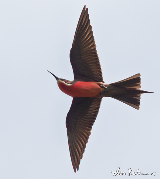 Rosy Bee-eater